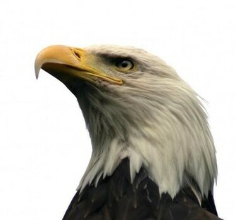 Bald Eagle Isolated The Observation Deck