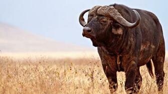 African Buffalo Wallpaper And Background Image Net