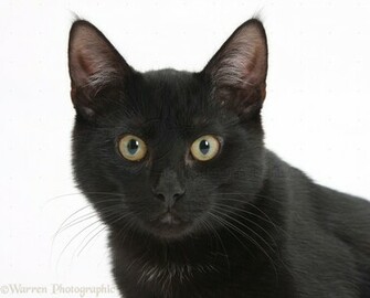 Black Cat Photo Wp21497