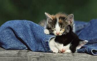 Animals Image And Wallpaper