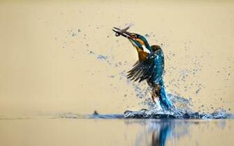 Bird Hunting Fish From Water