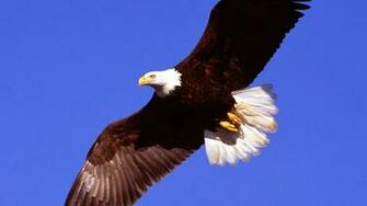 Eagle And Flag Wallpaper For