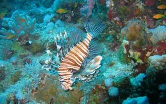 Underwater Fish Wallpaper HD Area