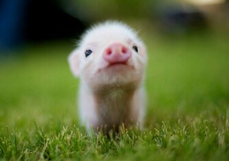 Cute Animal Desktop Background Image