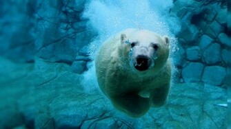 Live Wallpaper For Pc Windows HD Photo Collection