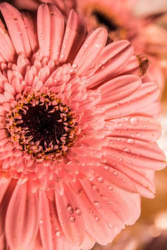 Top Floral iPhone Wallpaper Full HD 4k To Use