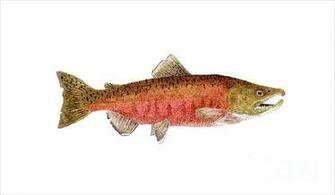 Ont Sea I Salmon Ladder Less Sockeye At Summer