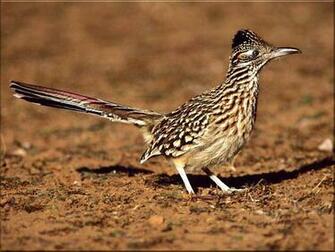 Roadrunner Wallpaper Background