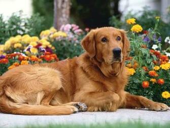 Golden Retriever Background