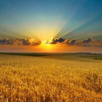 Golden Summer Field iPad Wallpaper iPhone