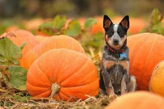 Dogs Pumpkin Autumn Halloween Wallpaper