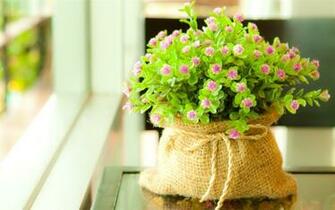 Cute Flowers Wallpaper
