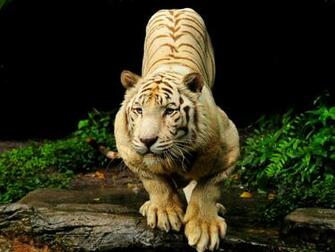 Best Desktop HD Wallpaper Tiger