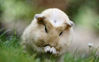 Guinea Pig Cute Wallpaper In HD Gallery