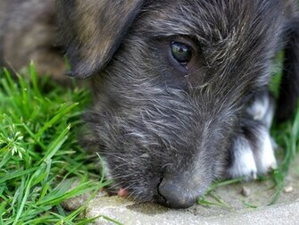 Irish Wolfhound Wallpaper For Desktop Animal Planet HD