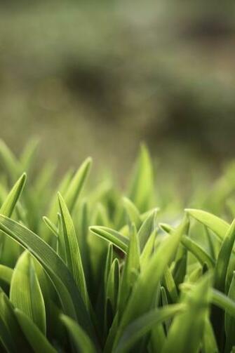 Grass iPhone Wallpaper Retina