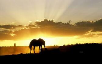 Nature Landscapes Horses Sunset Sunrise Sky Clouds