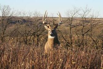 Monster Whitetail Bucks Dragon Creek Hunting Preserve Outfitter