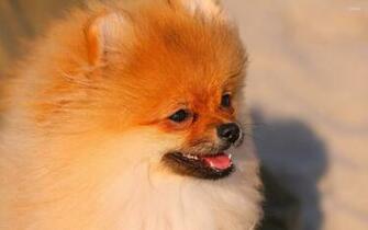 Pomeranian Wallpaper Animal