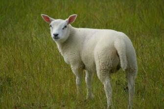 Sheep Lamb Photos Desktop Background Wallpaper