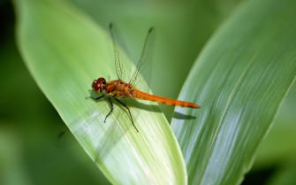 Insects Wallpaper