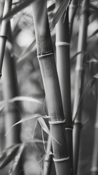 Bamboo iPhone Wallpaper
