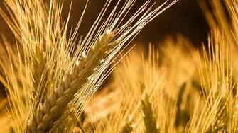Grain HD Wallpaper FullHDwpp Full
