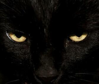 Cat Eyes For Cinzia The Panther Wallpaper