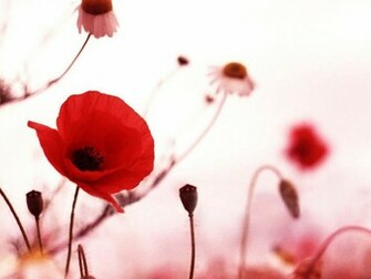 Tag Poppy Flowers Desktop Wallpaper Background Photos Image And