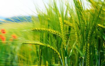 Razza Nature Landscape HD Image Wheat