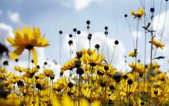 Spring Flowers Wallpaper Desktop