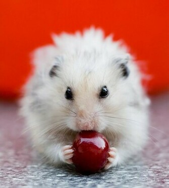 Hamster Wallpaper Golden