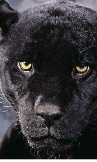It Was Very Hard To Find Few Quality Black Panther Pictures Which Can