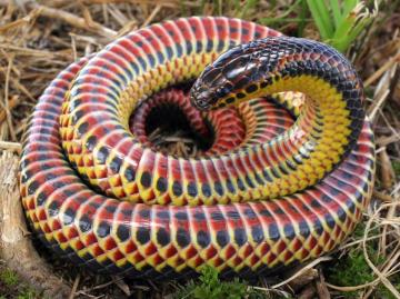 File Farancia Erytrogramma Rainbow Snake Jpg