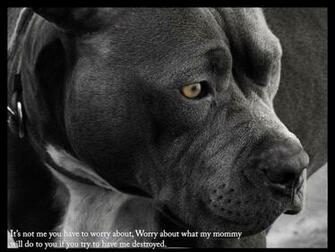 Theyoungactivist Stop American Pit Bull Abuse