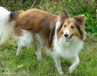 Shetland Sheepdog Sheltie Wallpaper Pictures Breed Information