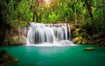 In The Rainforest Wallpaper And Image Pictures Photos