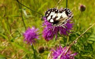 Flowers Butterflies Wallpaper Desktop