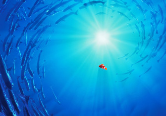 HD Nemo Wallpaper