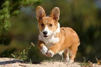 Pin Welsh Corgi Cute Puppies Dog Wallpaper For Your Computer Desktop