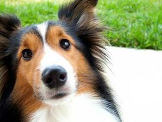 Pin Wallpaper Shetland Sheepdog Sleeping On A Red Shoe