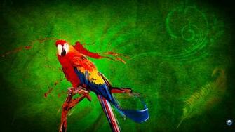 Parrot HD Wallpaper Hebus Org High Definition