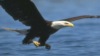 Amazing Wallpaper Of Eagle Live HD Hq Pictures Image