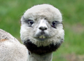Lama Wallpaper Animal Hq Picture