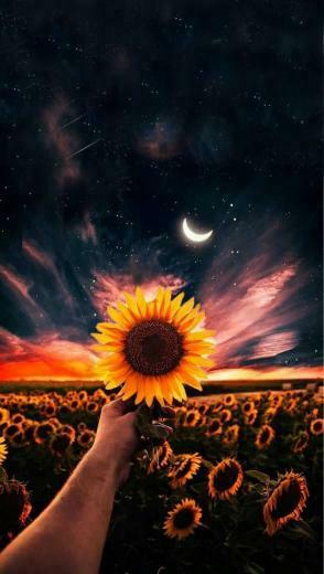 Wallpaper Noturno Nature Beautifulflowerswallpaper Noite