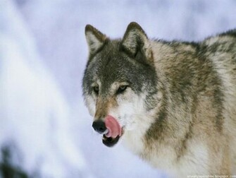 Cool Wolf Wallpaper