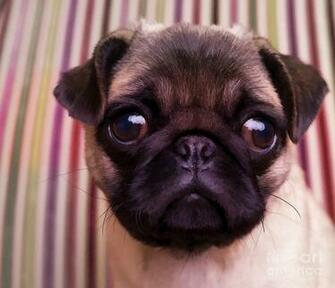 Cute Dogs Pug Puppy