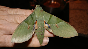 Green Sphinx Moth Wallpaper