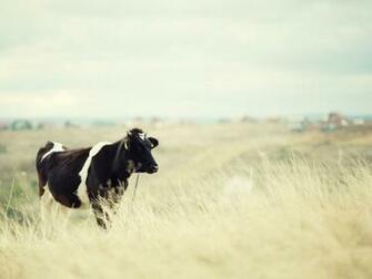Cute Cow Wallpaper