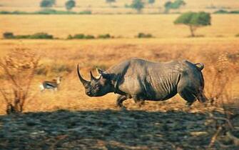 Rhino Wallpaper HD Desktop Background Image